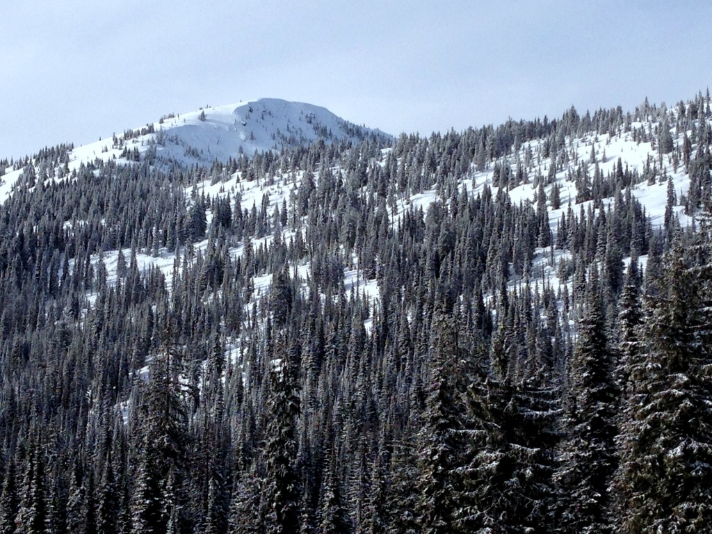 Big Red Cats Powder Day